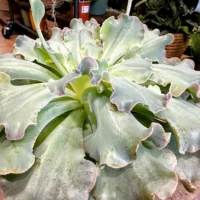 sempervivum houseleek succulent large rustic terracotta pot 15cm (copy)