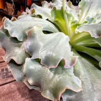 sempervivum houseleek succulent large rustic terracotta pot 15cm (copy)