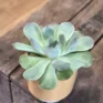 succulents in ceramic planter 7cm (copy)