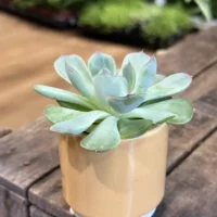 succulents in ceramic planter 7cm (copy)
