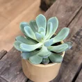 echeveria succulent and ceramic planter 7cm set