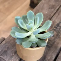 echeveria succulent and ceramic planter 7cm set