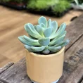 echeveria succulent and ceramic planter 7cm set