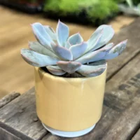 echeveria succulent and ceramic planter 7cm set