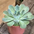 echeveria succulent and ceramic planter 7cm set