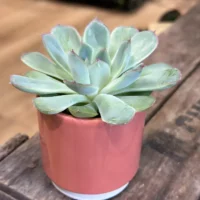 echeveria succulent and ceramic planter 7cm set