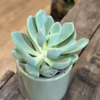 echeveria succulent and ceramic planter 7cm set