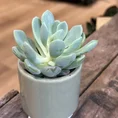 echeveria succulent and ceramic planter 7cm set
