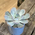 echeveria succulent and ceramic planter 7cm set