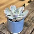 echeveria succulent and ceramic planter 7cm set