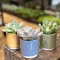 echeveria succulent and ceramic planter 7cm set