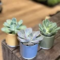 3 echeveria succulent and ceramic planter 7cm set on wooden box