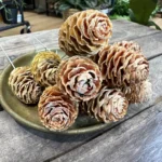 Mini Pine Cones Craft and Art 100g