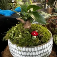 red toadstool mushrooms 24pcs terrariums craft and art
