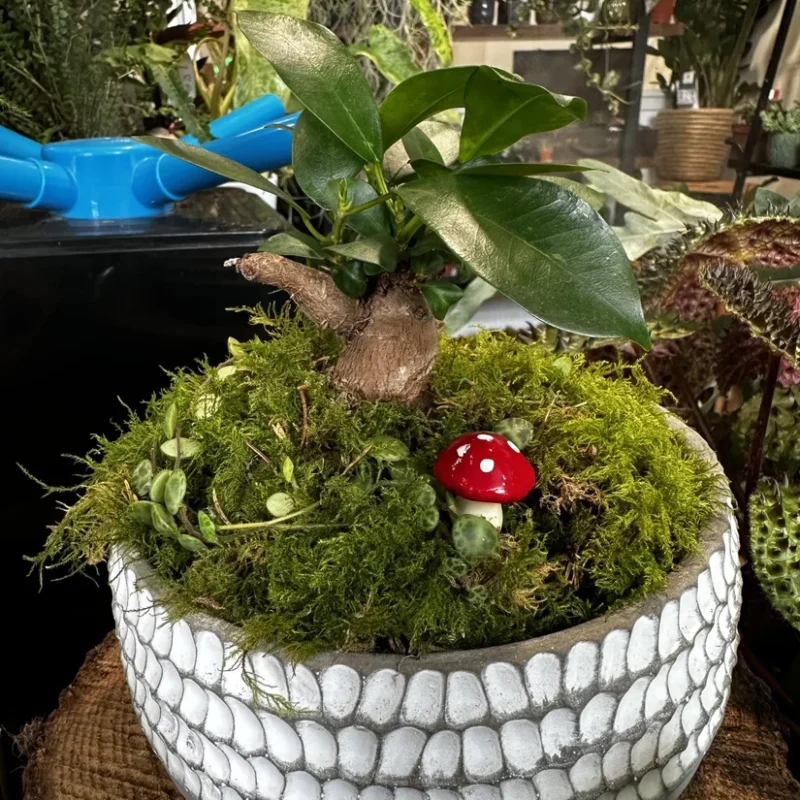 red toadstool mushrooms 24pcs terrariums craft and art red toadstool mushrooms 24pcs terrariums craft and art