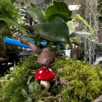 red toadstool mushrooms 24pcs terrariums craft and art