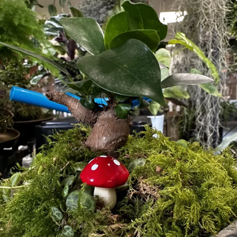 red toadstool mushrooms 24pcs terrariums craft and art red toadstool mushrooms 24pcs terrariums craft and art