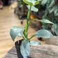 philodendron hastatum silver queen 14cm pot (copy)