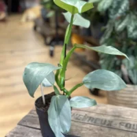 philodendron hastatum silver queen 14cm pot (copy)