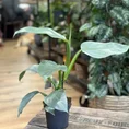 philodendron hastatum silver queen 14cm pot (copy)