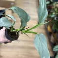 philodendron hastatum silver queen 14cm pot (copy)
