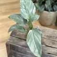 philodendron hastatum silver queen 14cm pot (copy)