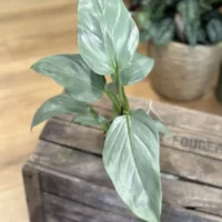 philodendron hastatum silver queen 14cm pot (copy)