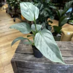 Philodendron Hastatum Silver Queen 11cm pot