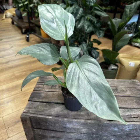 philodendron hastatum silver queen 14cm pot (copy)