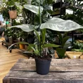 philodendron hastatum silver queen 14cm pot (copy)