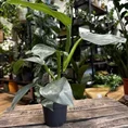 philodendron hastatum silver queen 14cm pot (copy)