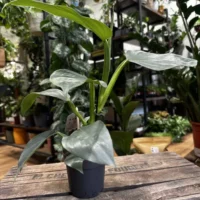 philodendron hastatum silver queen 14cm pot (copy)