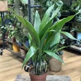 cast iron plant aspidistra elatior