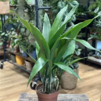 cast iron plant aspidistra elatior