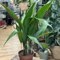 cast iron plant aspidistra elatior
