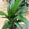 cast iron plant aspidistra elatior