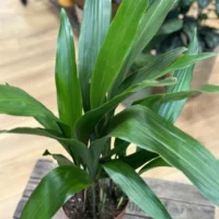 cast iron plant aspidistra elatior