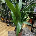 cast iron plant aspidistra elatior
