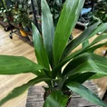 cast iron plant aspidistra elatior