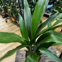 cast iron plant aspidistra elatior