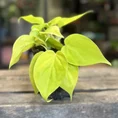 philodendron hederaceum lemon lime 15cm pot (copy)