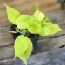 philodendron hederaceum lemon lime 15cm pot (copy)