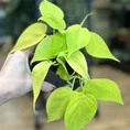 philodendron hederaceum lemon lime 15cm pot (copy)