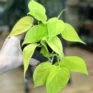 philodendron hederaceum lemon lime 15cm pot (copy)