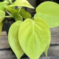 philodendron hederaceum lemon lime 15cm pot (copy)