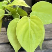 philodendron hederaceum lemon lime 15cm pot (copy)