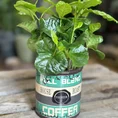 coffee arabica houseplant in ceramic retro planter 7cm