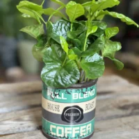coffee arabica houseplant in ceramic retro planter 7cm