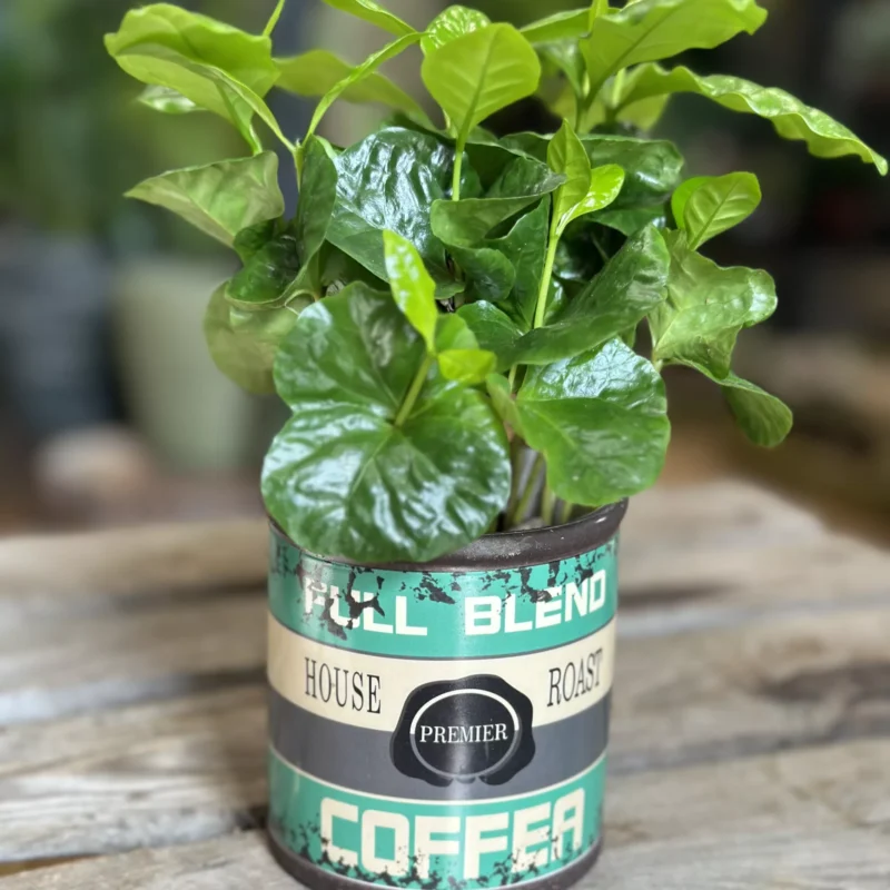 coffee arabica houseplant in ceramic retro planter 7cm coffee arabica houseplant in ceramic retro planter 7cm