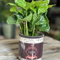 coffee arabica houseplant in ceramic retro planter 7cm